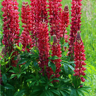 Lupinus perennis <br>LUPIN GALLERY RED