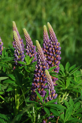Lupinus perennis <br>LUPIN DWARF MIX