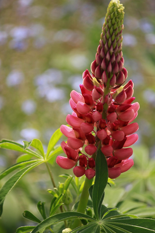 Lupinus perennis nanus <br>LUPIN DWARF RED