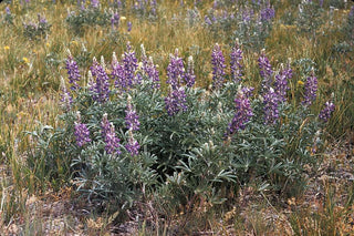 Lupinus nanus <br>SKY LUPIN, WILD FIELD LUPIN