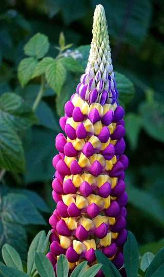 Lupinus polyphyllus <br>LUPIN TALL MIX