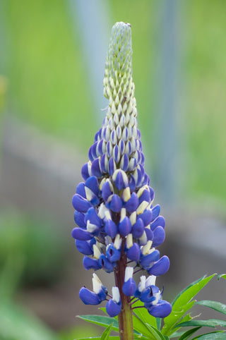 Lupinus mutabilis <br>LUPIN 'SUNRISE'