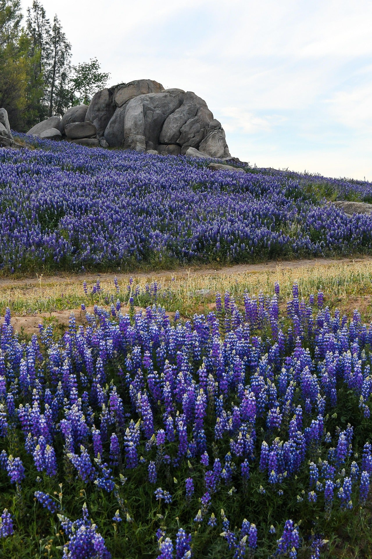 plant bluebonnet seeds Lupinus texenis TEXAS BLUEBONNET – Ferri Seeds