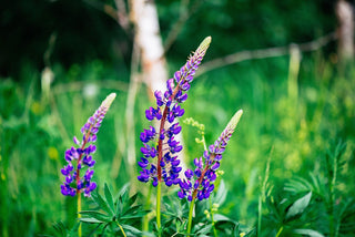 Lupinus rivularis <br>NATIVE RIVERBANK LUPIN