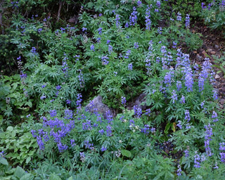 Lupinus nanus <br>SKY LUPIN, WILD FIELD LUPIN