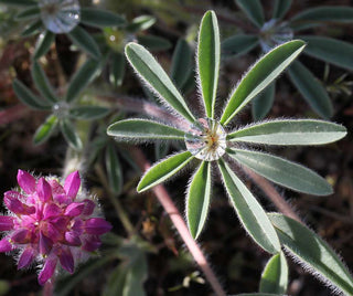 Lupinus nanus <br>SKY LUPIN, WILD FIELD LUPIN