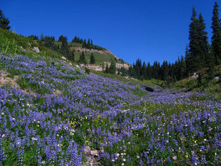 Lupinus nanus <br>SKY LUPIN, WILD FIELD LUPIN