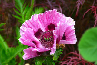 Papaver orientale <br>ORIENTAL POPPY MIX