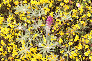 Lupinus nanus <br>SKY LUPIN, WILD FIELD LUPIN