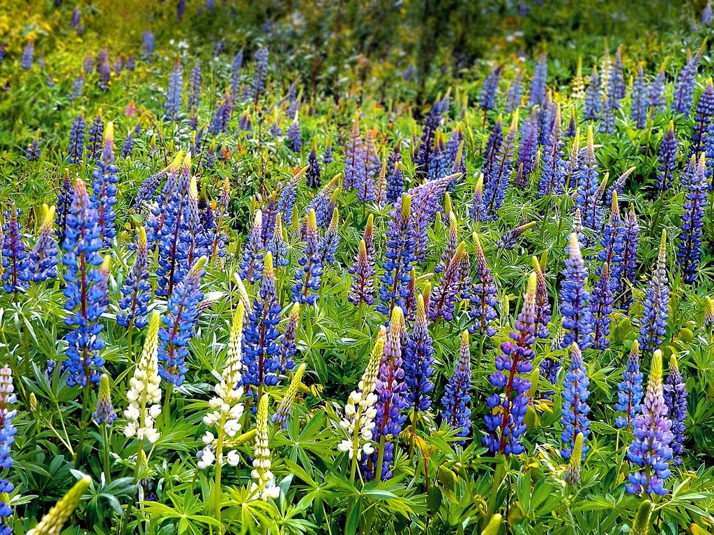 Lupinus texenis TEXAS BLUEBONNET – Ferri Seeds