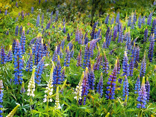 Lupinus texenis <br>TEXAS BLUEBONNET