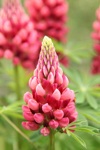 Lupinus perennis nanus <br>MINI RED LUPIN Gallery