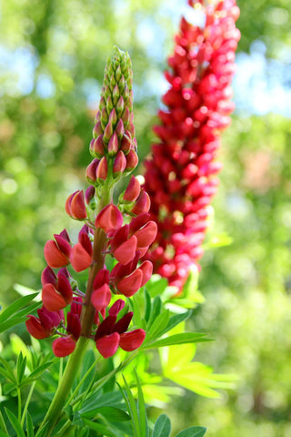 Lupinus polyphyllus <br>RED LUPIN MY CASTLE