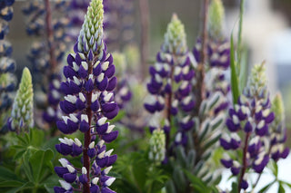 Lupinus alpestris <br>MOUNTAIN LUPIN