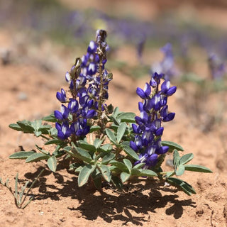 Lupinus nanus <br>SKY LUPIN, WILD FIELD LUPIN