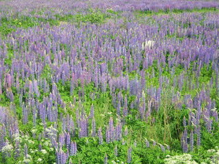 Lupinus perennis subsp. perennis <br>WILD BLUE LUPIN, SUNDIAL LUPIN