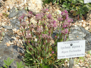 Lychnis alpina <br>ALPINE CATCHFLY