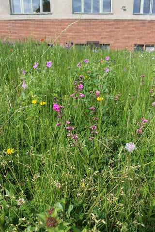 Lychnis viscaria <br>STICKY CATCHFLY