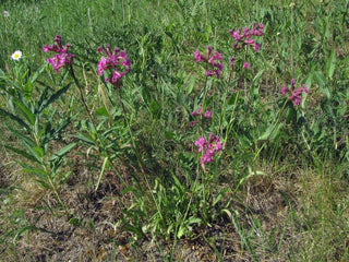 Lychnis viscaria <br>STICKY CATCHFLY