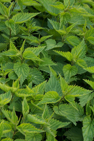 STINGING NETTLE <br>Urtica dioica