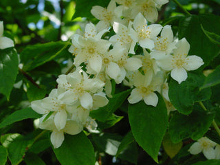 Philadelphus coronarius <br>SWEET MOCKORANGE MOCK ORANGE