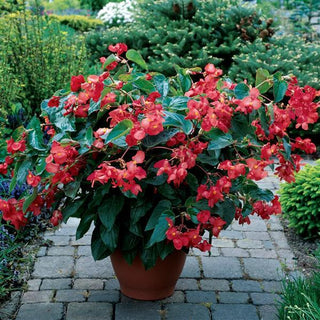 Begonia coccinea <br>BEGONIA RED DRAGON WING ANGEL WING