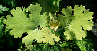 Macleaya cordata <br>PLUME POPPY