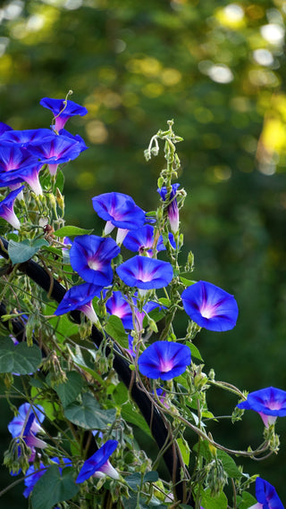 Ipomoea nil <br>BLUE MORNING GLORY