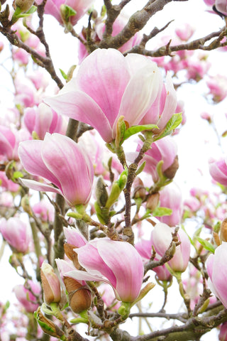 Magnolia soulangeana <br>SAUCER MAGNOLIA