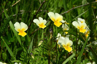 Viola arvensis <br>EUROPEAN FIELD PANSY