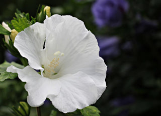 Alcea rosea <br>WHITE HOLLYHOCK