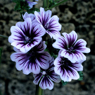 Malva sylvestris <br>ZEBRINA HOLLYHOCK