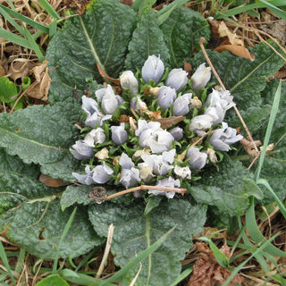 Mandragora officinarum <br>MANDRAKE