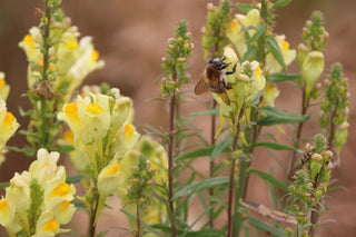 Linaria aeruginea <br>ROADSIDE TOADFLAX MIX