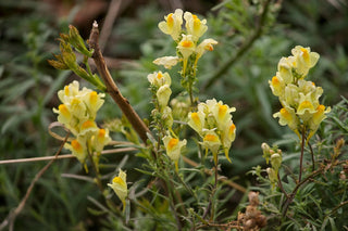 Linaria aeruginea <br>ROADSIDE TOADFLAX MIX
