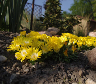 Delosperma congestum <br>ICE PLANT YELLOW GOLD NUGGET