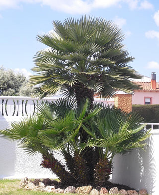 Chamaerops humilis <br>HARDY MEDITERRANEAN FAM PALM Zones 7-11!