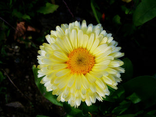 Calendula officinalis <br>COMPACT DOUBLE CALENDULA, POT MARIGOLD