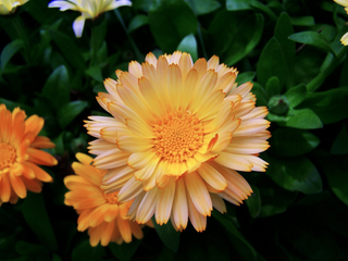 Calendula officinalis <br>ORANGE FLASH CALENDULA