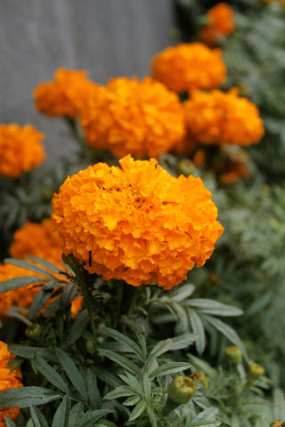 Tagetes erecta <br>MARIGOLD 'CRACKERJACK' AFRICAN