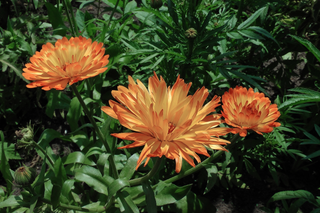 Calendula officinalis <br>BRONZED BEAUTY CALENDULA, ENGLISH POT MARIGOLDS