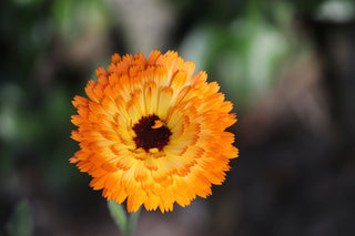 Calendula officinalis <br>COMPACT DOUBLE CALENDULA, POT MARIGOLD