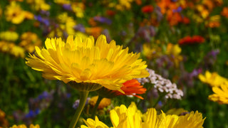 Calendula officinalis <br>COMPACT DOUBLE CALENDULA, POT MARIGOLD