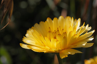 Calendula officinalis <br>COMPACT DOUBLE CALENDULA, POT MARIGOLD