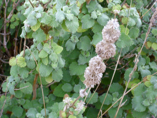 Marrubium supinum <br>HOREHOUND