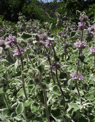 Marrubium supinum <br>HOREHOUND