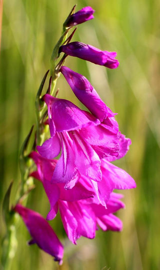 Gladiolus palustris <br>MARSH GLADIOLUS