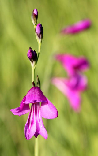 Gladiolus palustris <br>MARSH GLADIOLUS