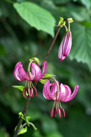 Lilium martagon <br>PINK TURK'S CAP LILY, MICHIGAN LILY