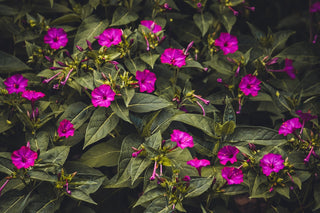 Mirabilis jalapa <br>FOUR O'CLOCKS MIX 'MARVEL OF PERU'